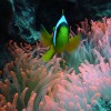 ANEMONE_CLOWN_MAYOTTE