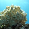 CORAIL_MAYOTTE