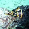 NUDIBRANCHE_MAYOTTE