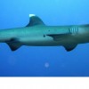 REQUIN_OBESUS_MAYOTTE