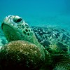 TORTUE_MAYOTTE