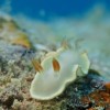 Nudibranche_Mayotte