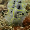 Nudibranche_mayotte