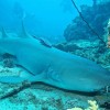 Requin_nourrice_Mayotte